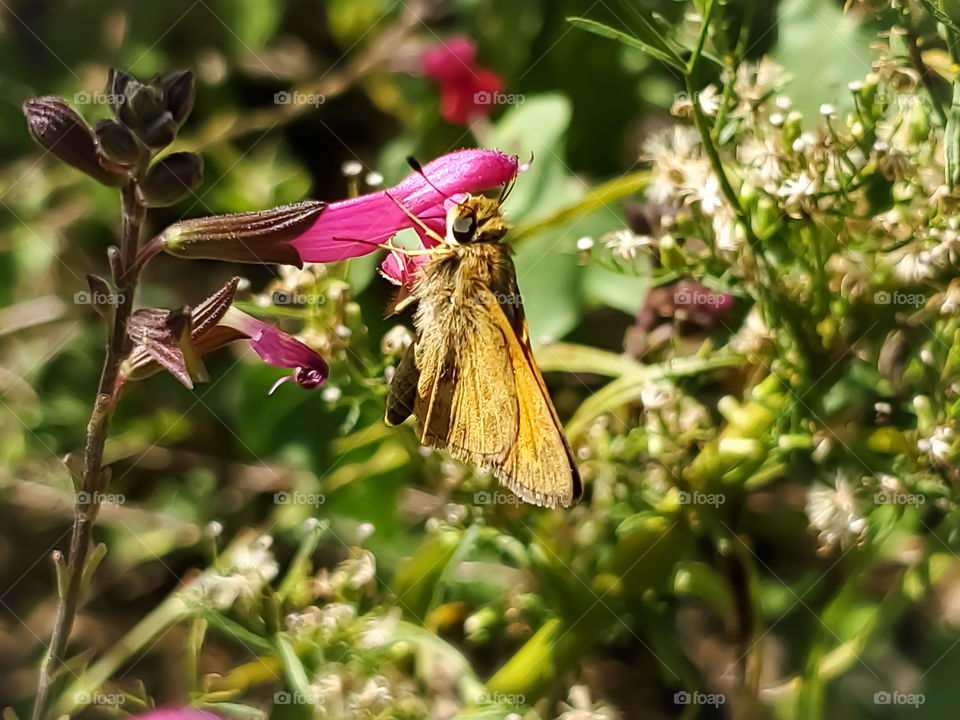 The small male sachem grass skipper butterfly ( Atalopedes campestris ) feeding on the nectar of a magenta pink salvia in a garden on bright sunny morning.