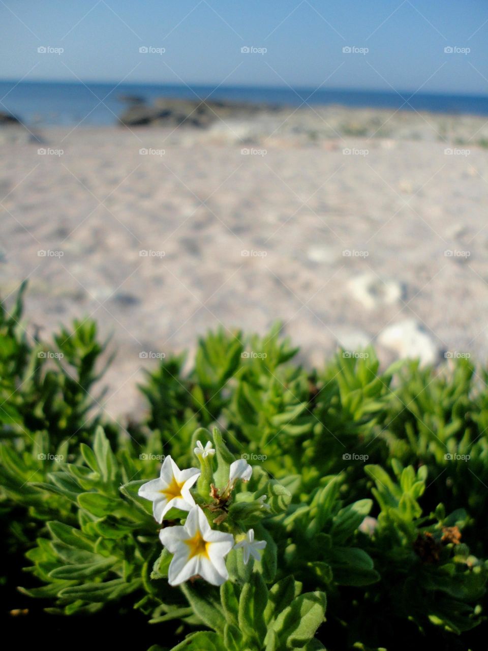 Nature, Summer, Beach, Flower, No Person