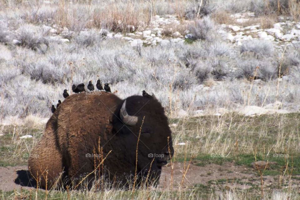 buffalo and birds