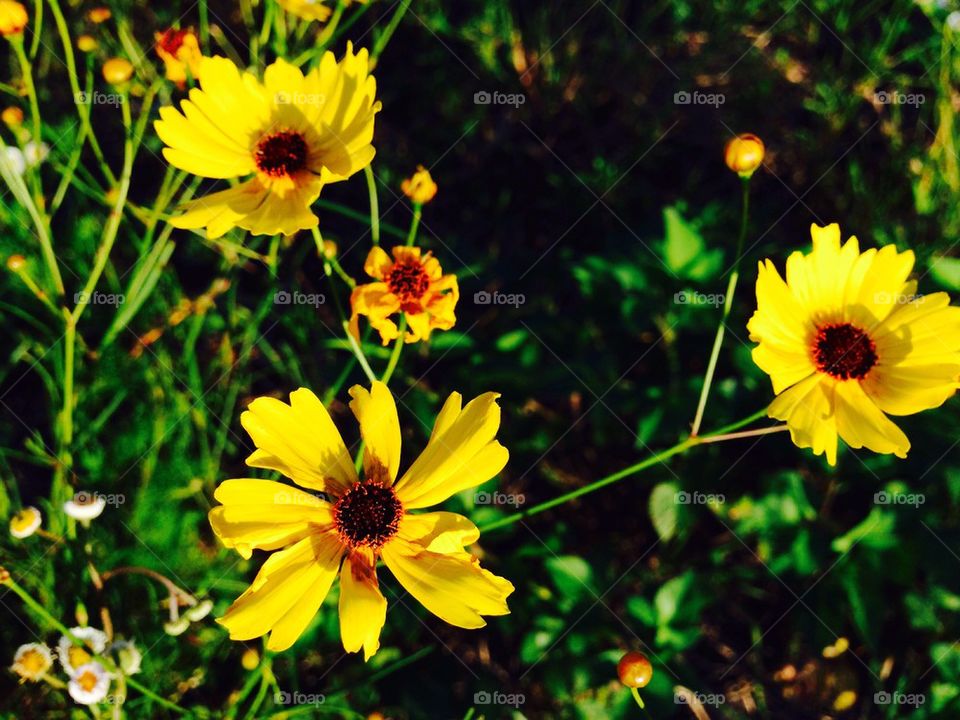 Coreopsis 