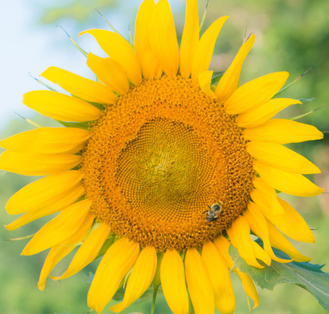 sunflower