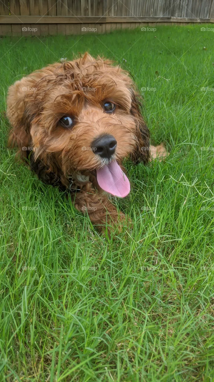 happy pup