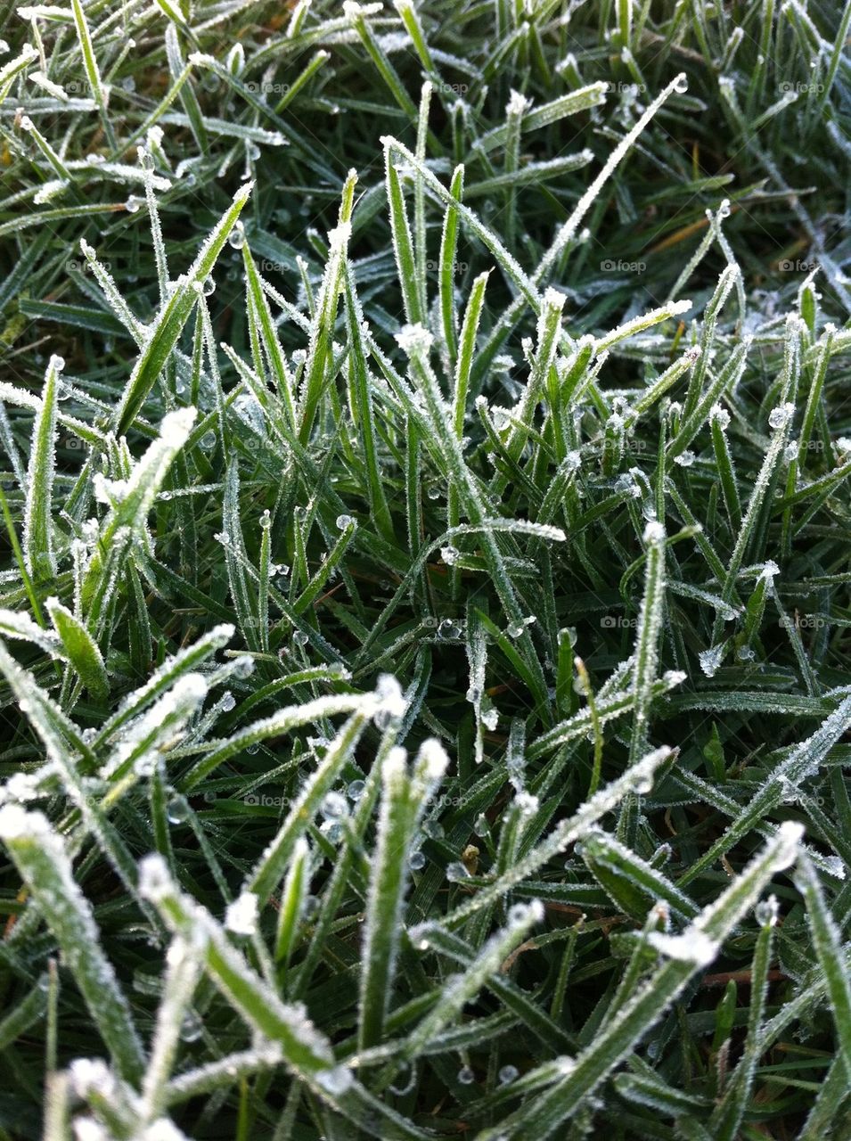 Icy Grass
