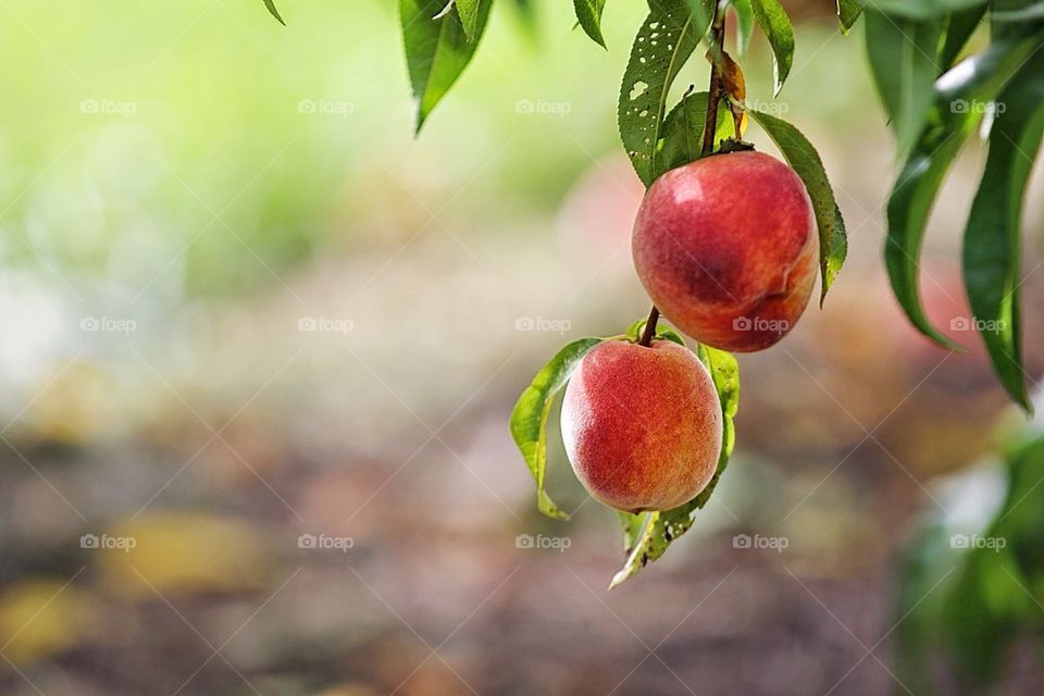 Peaches