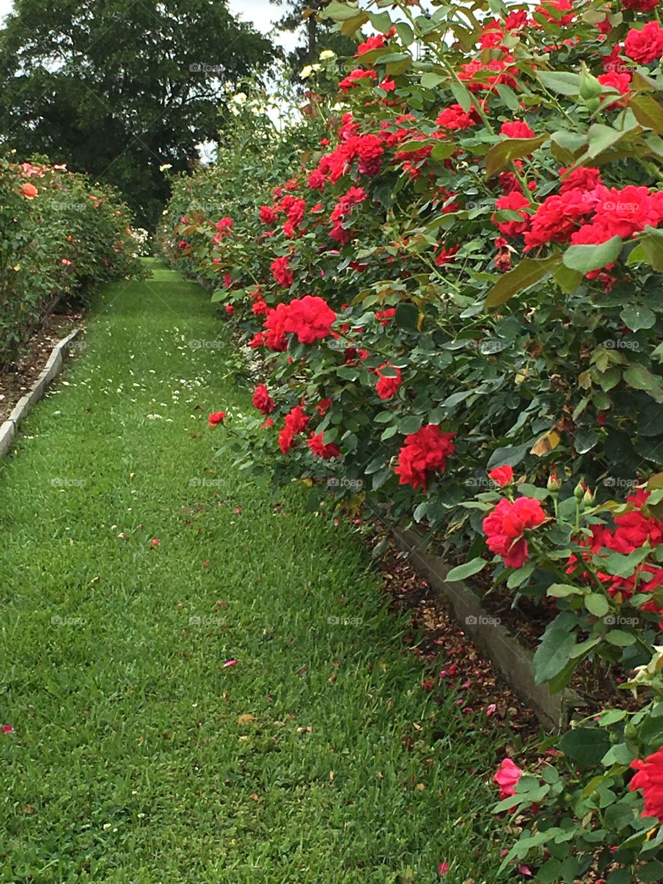 Rose upon rows of rose.  Tyler Rose Garden 