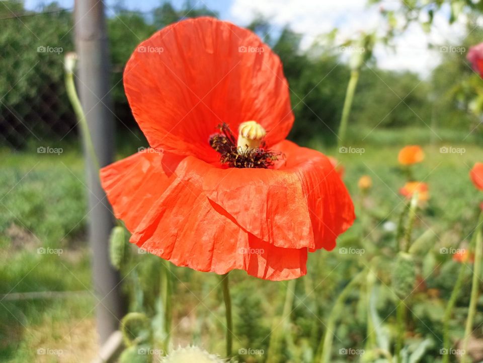 Poppy flower in the field in the summer. Green field. Nature photography. Sunbeams, sunlight, bright colours. Desktop background. Web design. Floral desktop wallpaper and backgrround. Papaver rhoeas