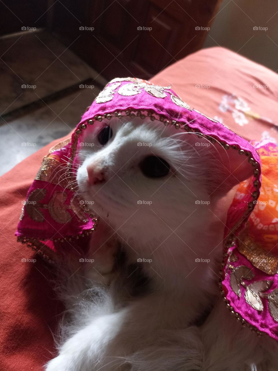 A cat adopted a human, a human never adopted them.cats choose human for relationship.