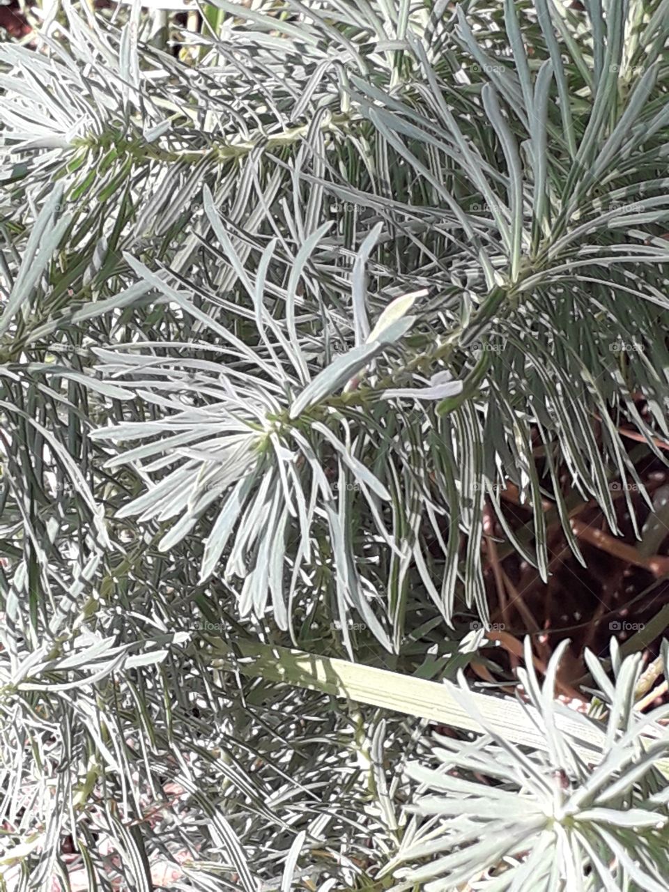 pine spurge