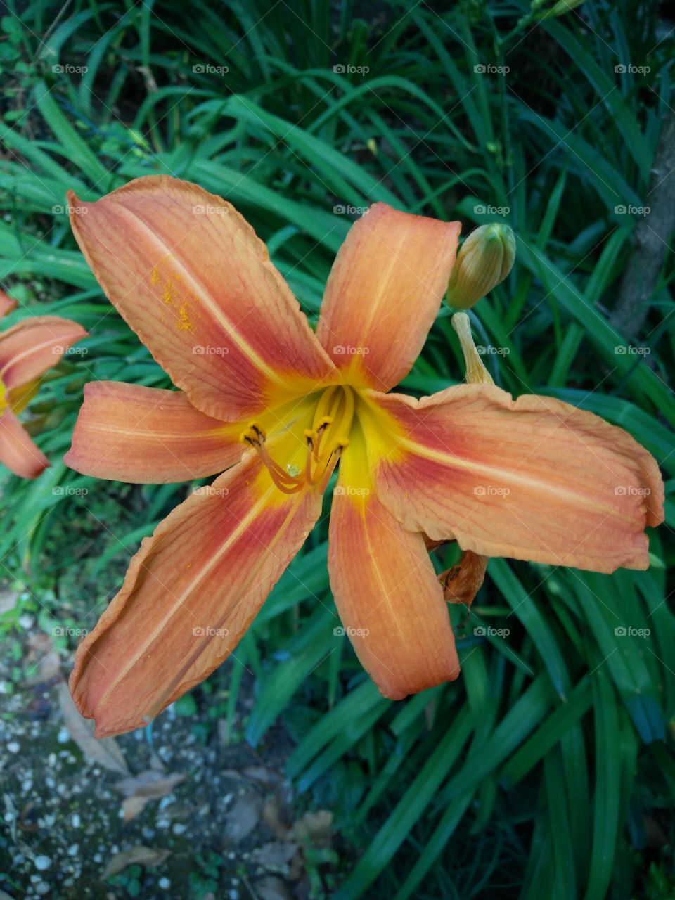 a closeup pic of a colorful dwarf daylily in bloom in a garden in springtime