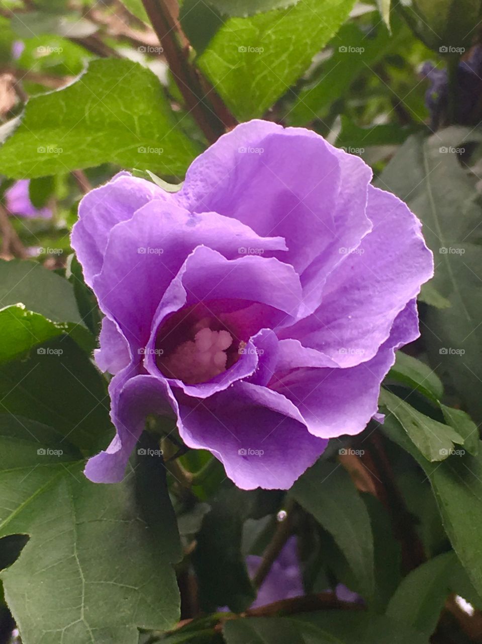 Closeup of Pretty Purple Flower on Blossoming Tree