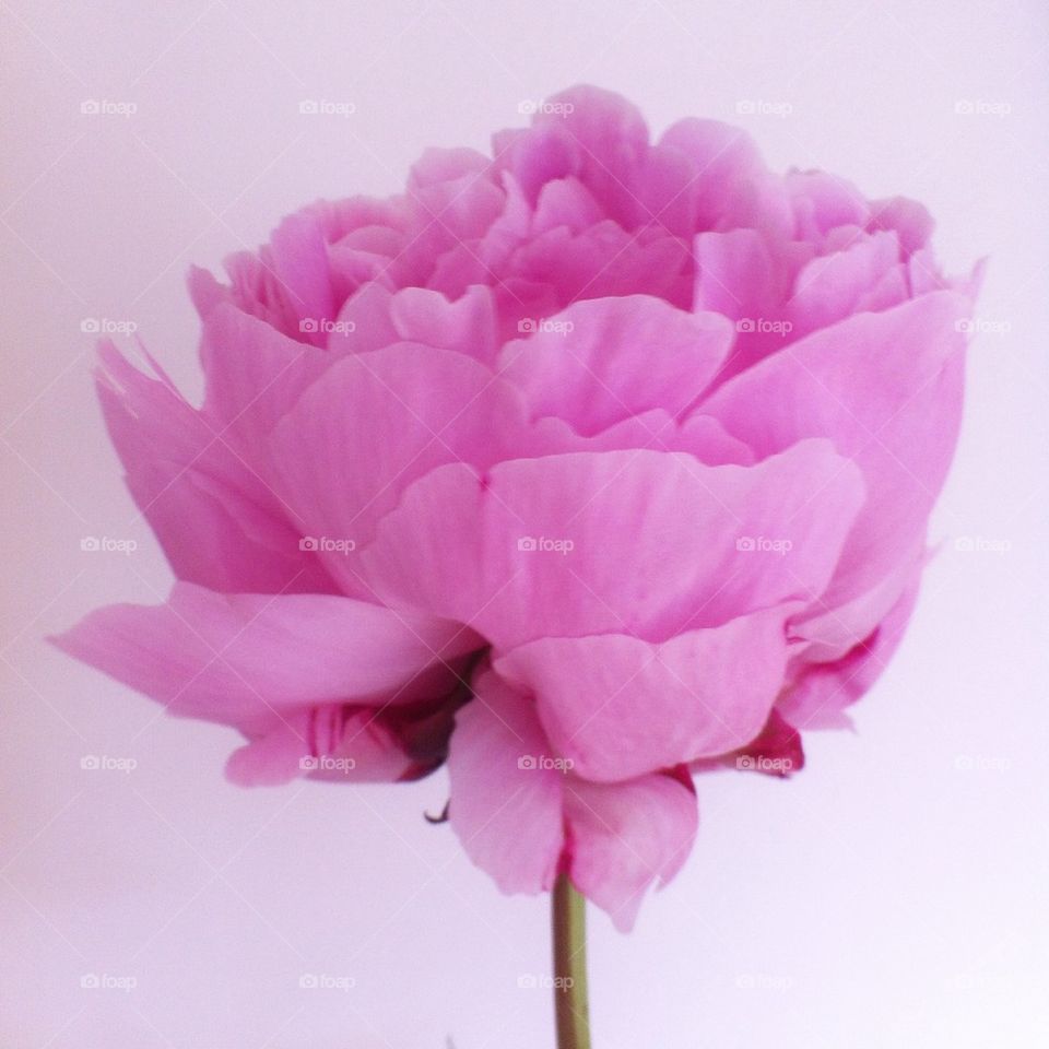 Pink peony flower