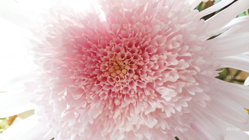 Pastel pink flora
