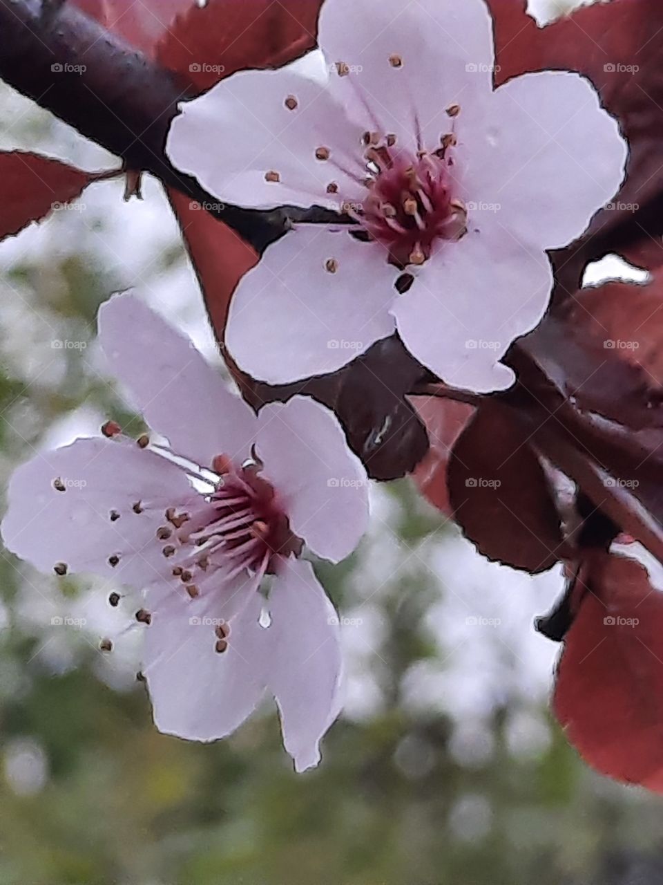 close-up of pink flowers of wild plum tree