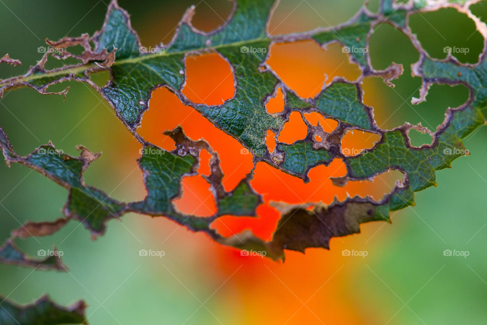 Close up of leaf that was eaten by bugs with an orange flower creating interesting background behind the leaf.