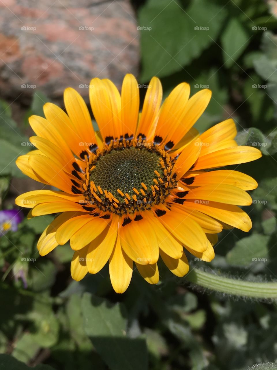 Yellow flower