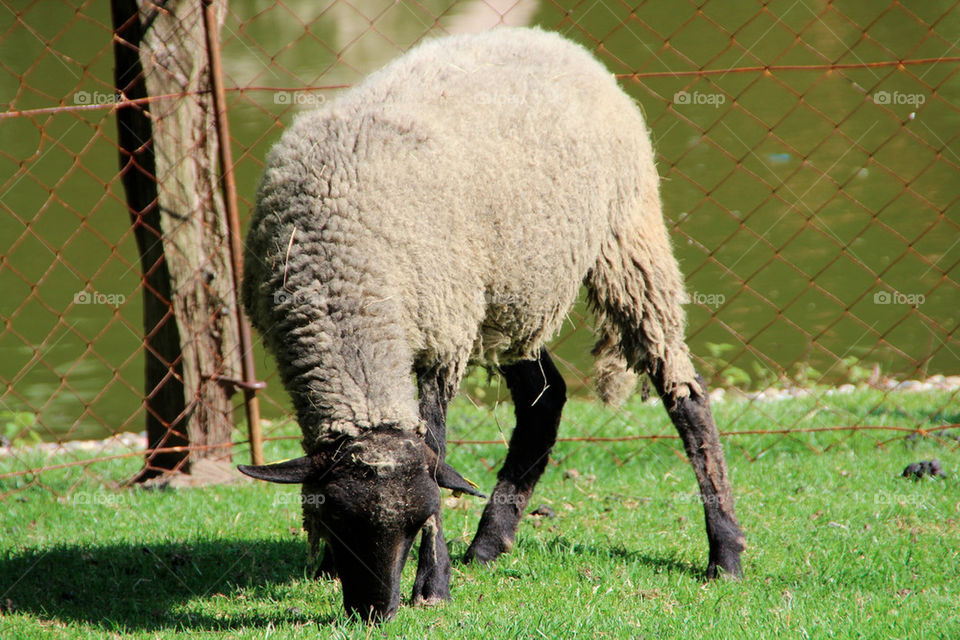 animal mammals zoo sheep by stef79