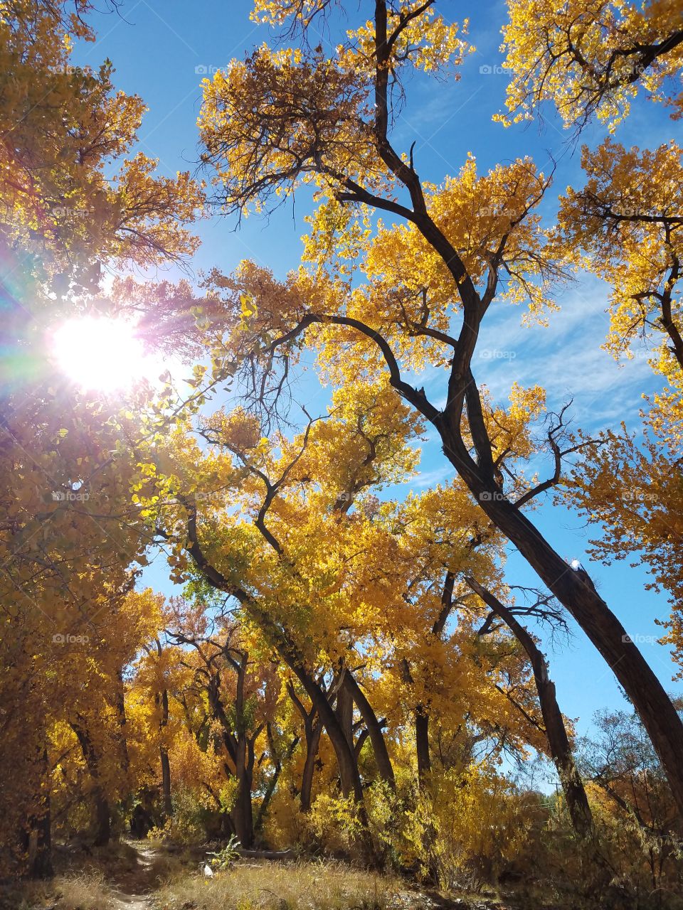 Trees in New Mexico