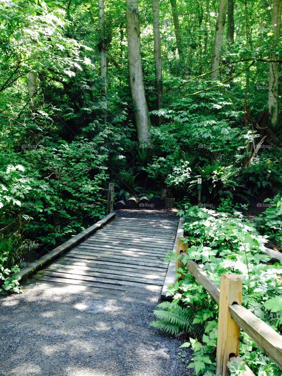Come in. A wooden bridge leads into the forest 