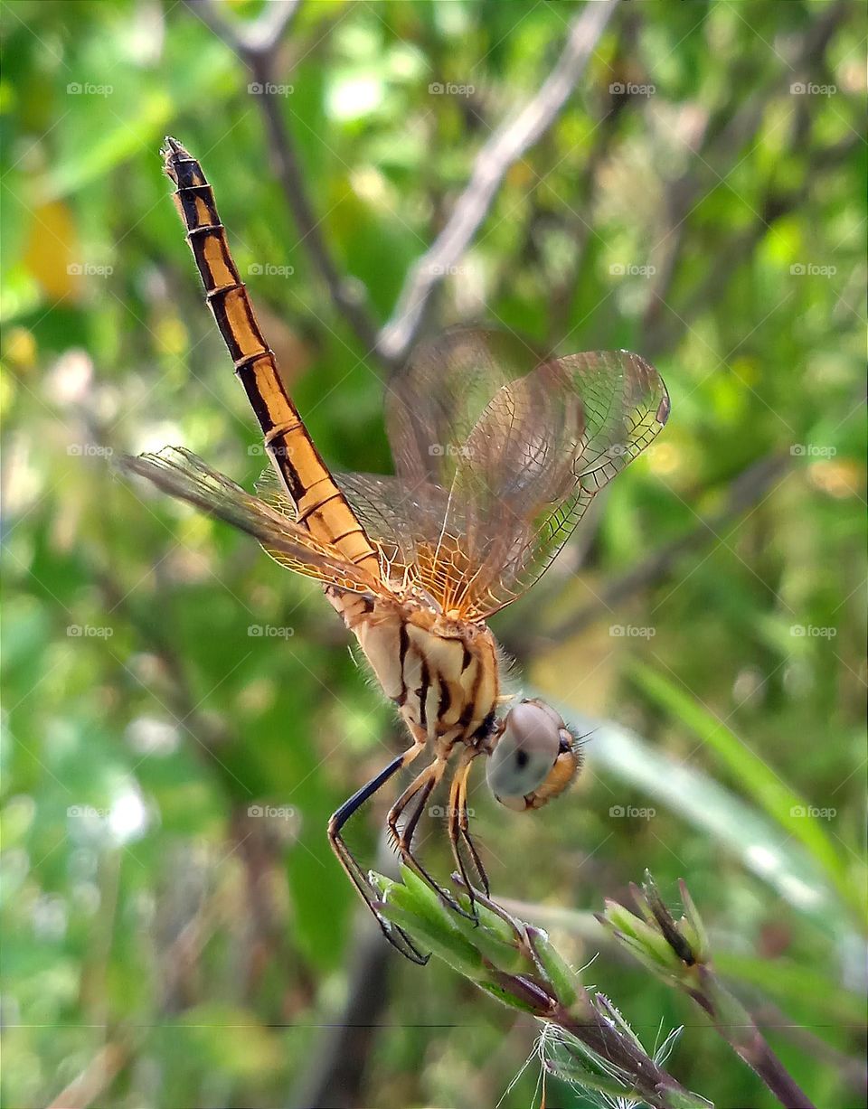 Beautiful yellow dragonfly.