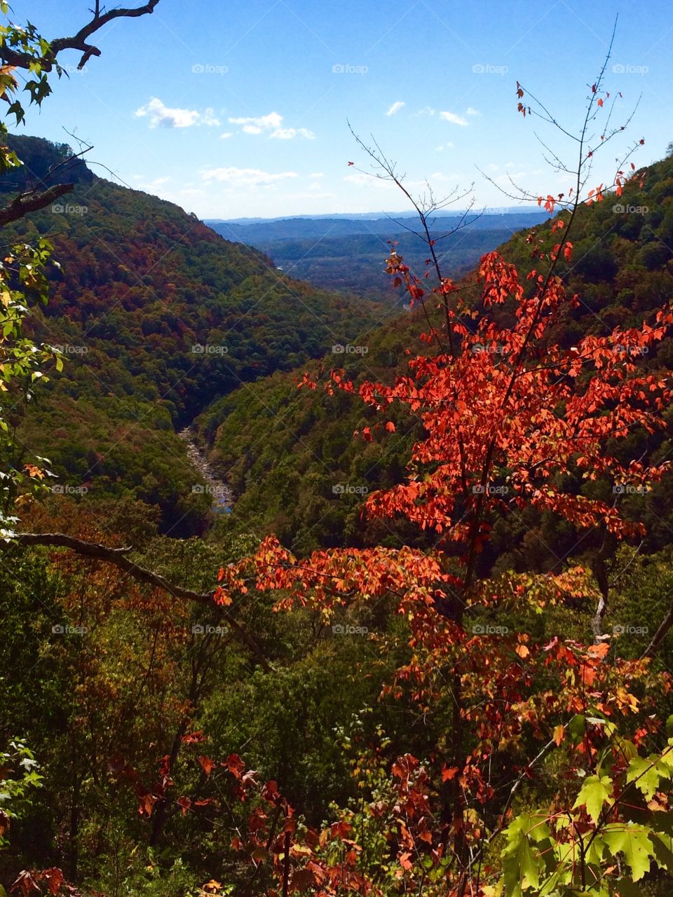 Took this beautiful Fall picture when I was hiking in Soddy Daisy, Tennessee! 