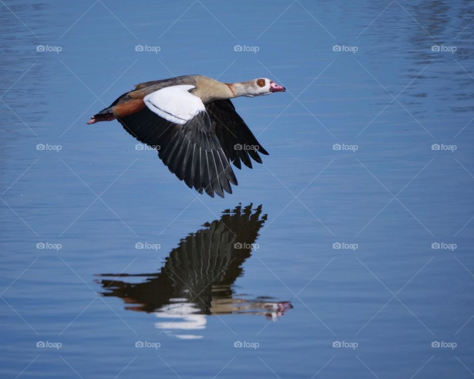 Egyptian goose in flight