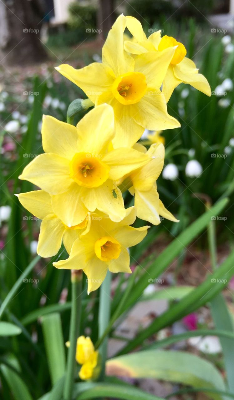 Single stemmed, multi flowers