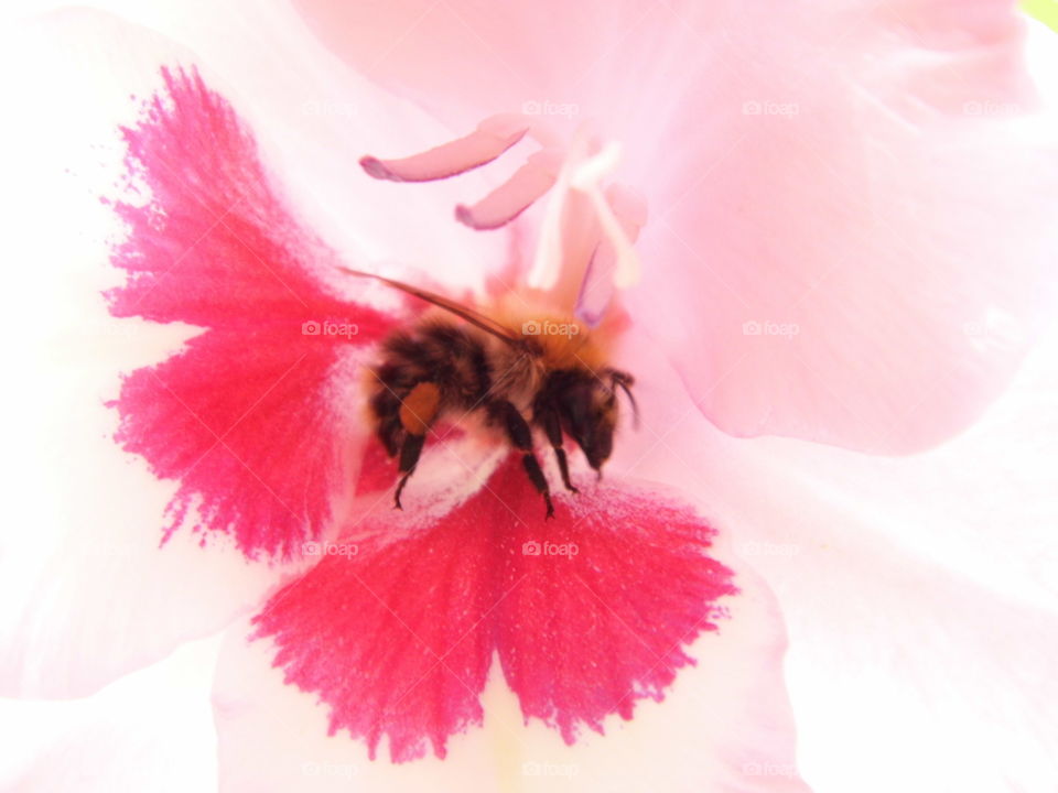 bee and beautiful flower