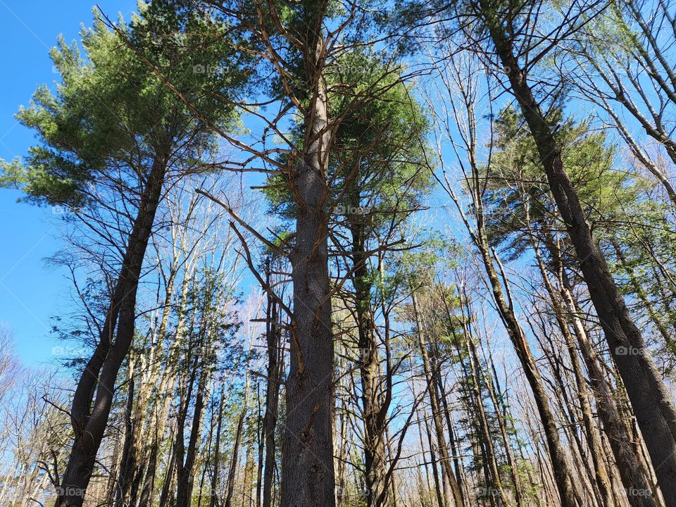 Spring Time in the Forest