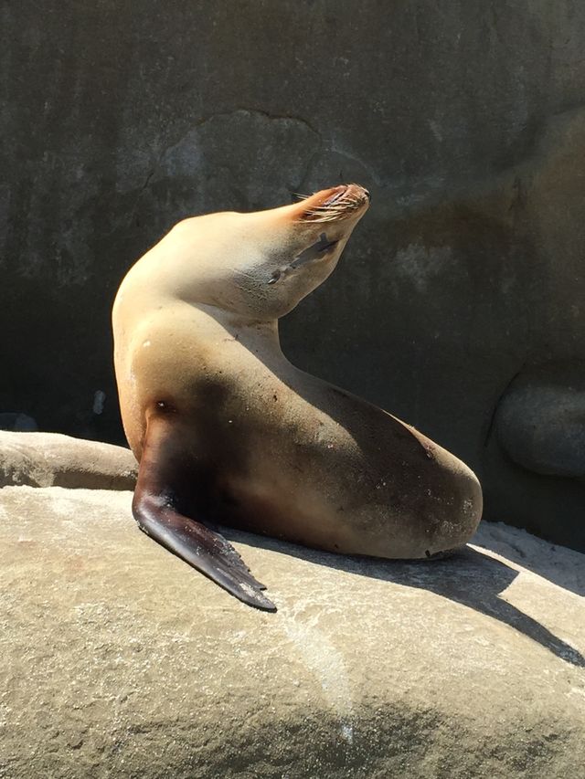 Basking in the Sun