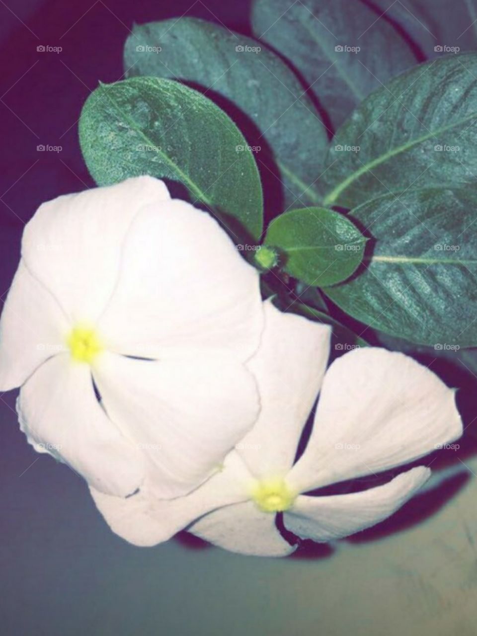 Little things seem nothing, but they give peace, like those meadow flowers which individually seem odorless but all together perfume the air.