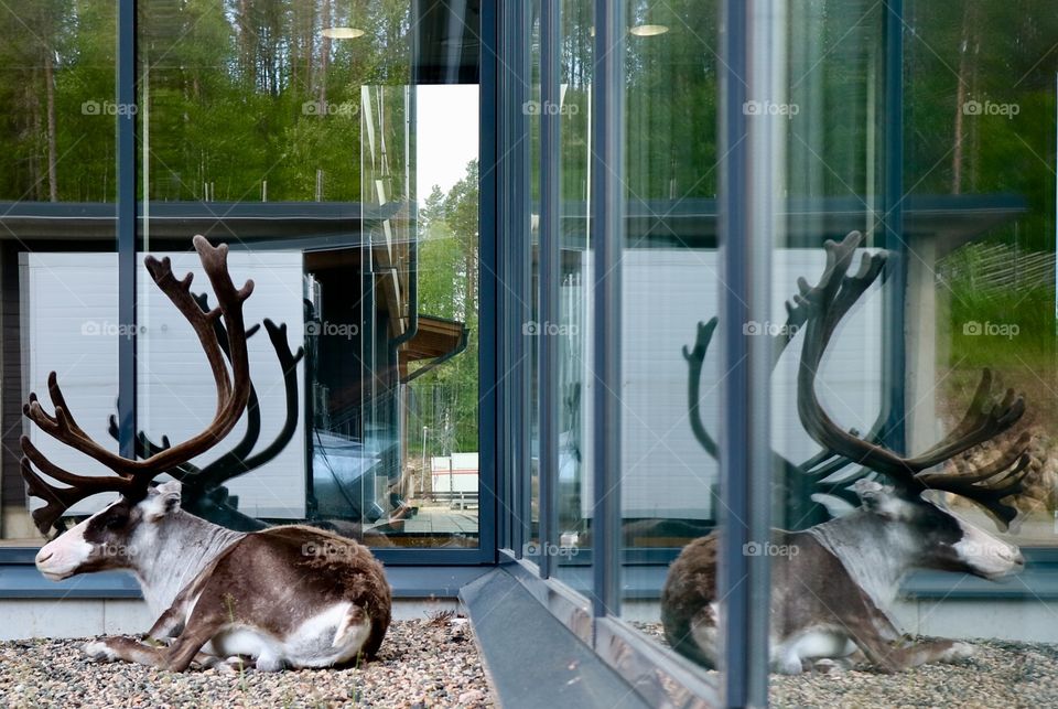 Reindeer rests in the shade