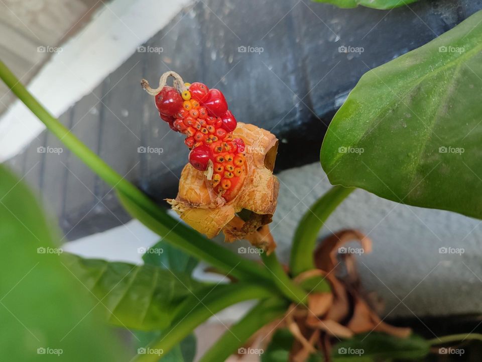 Alocasia brisbanensis