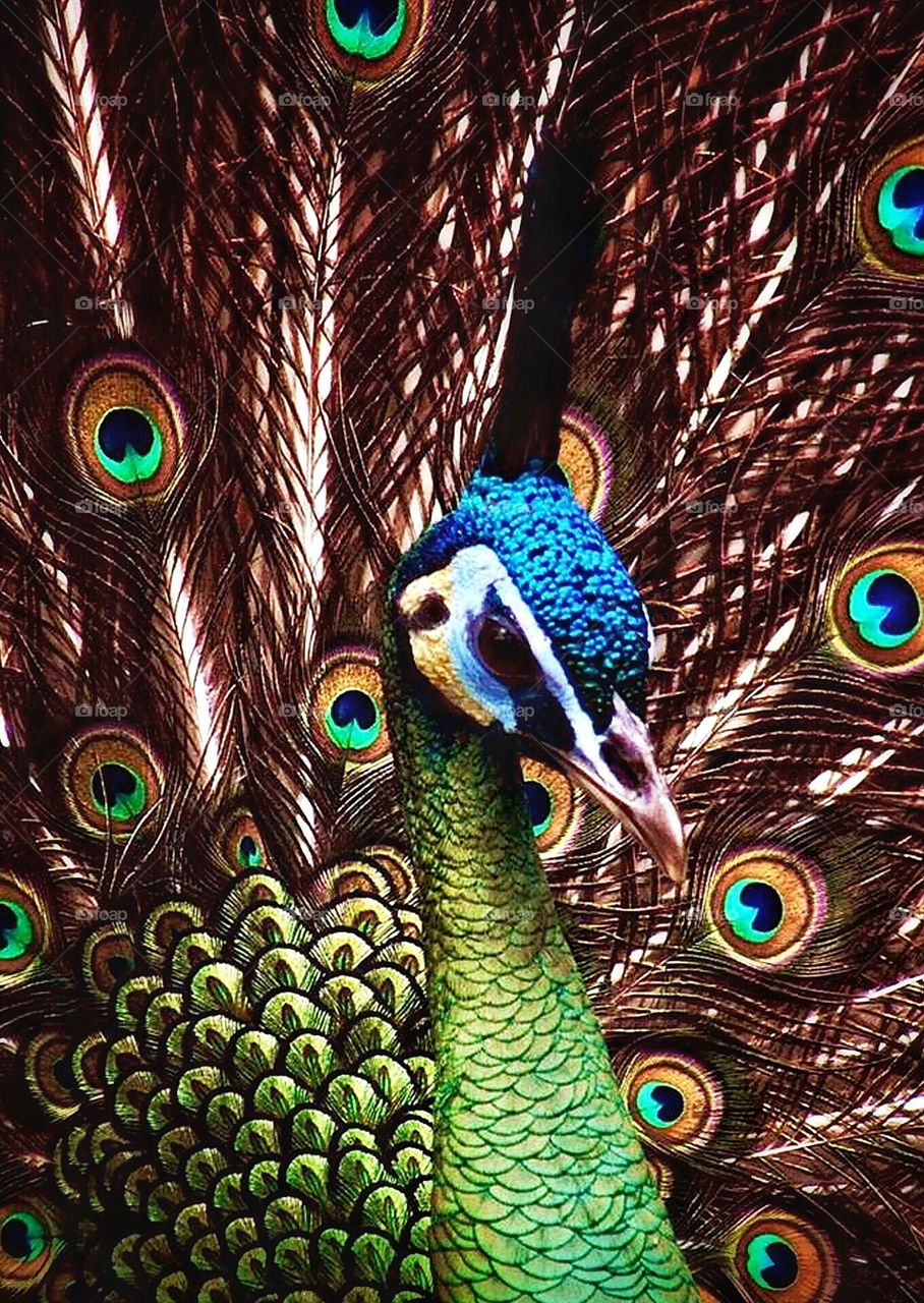 Green Peacock