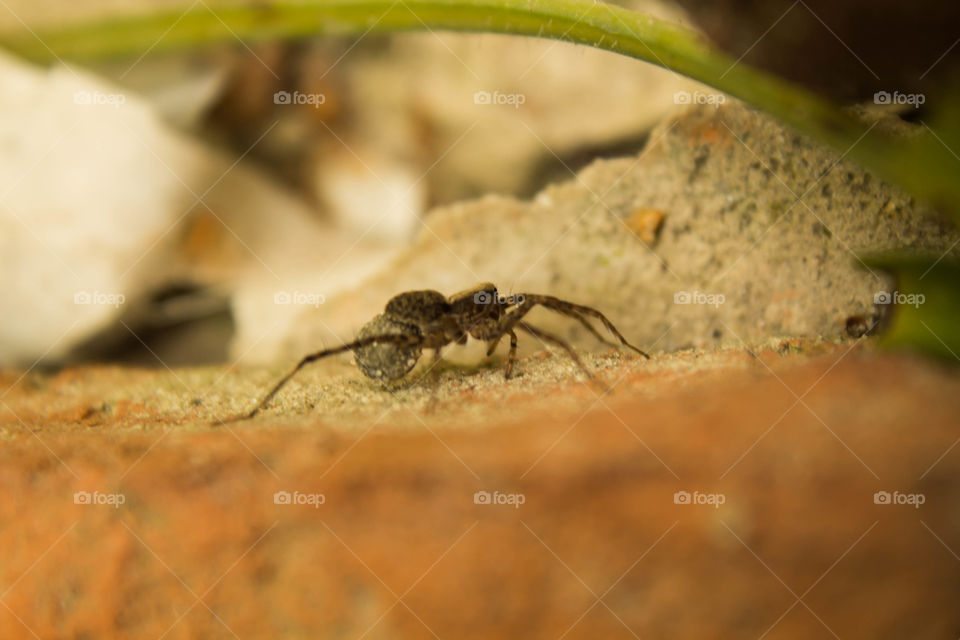 arachnid hunting at morning