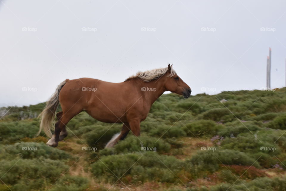 Wild free range horse running on a natural landscape
