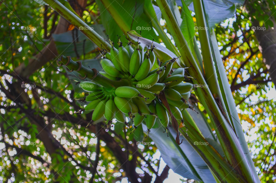 Banana tree. Banana tree in a tropical garden