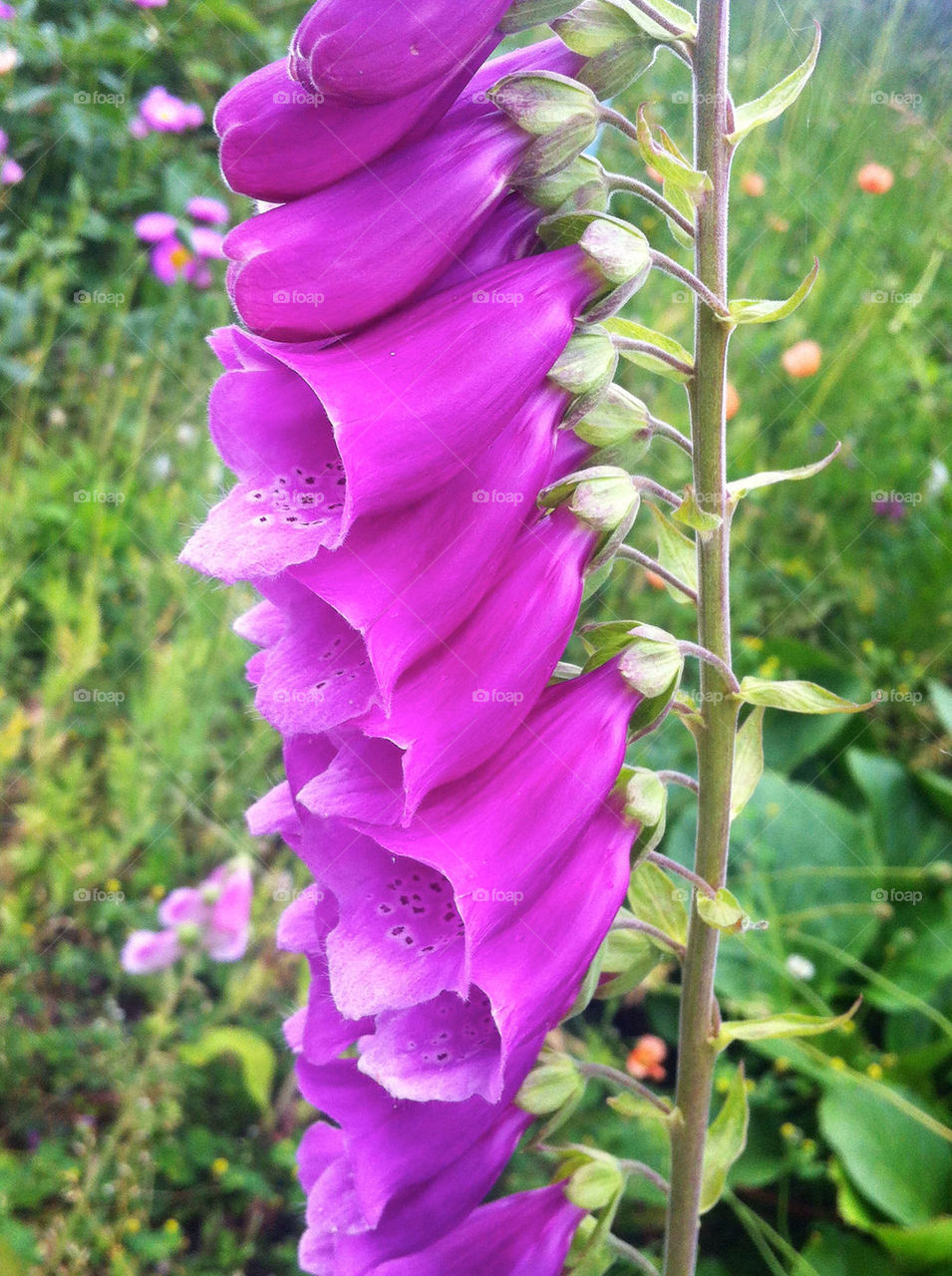 sweden garden flora summer by lgt41
