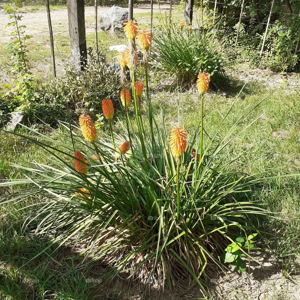 flores naranjas soleadas