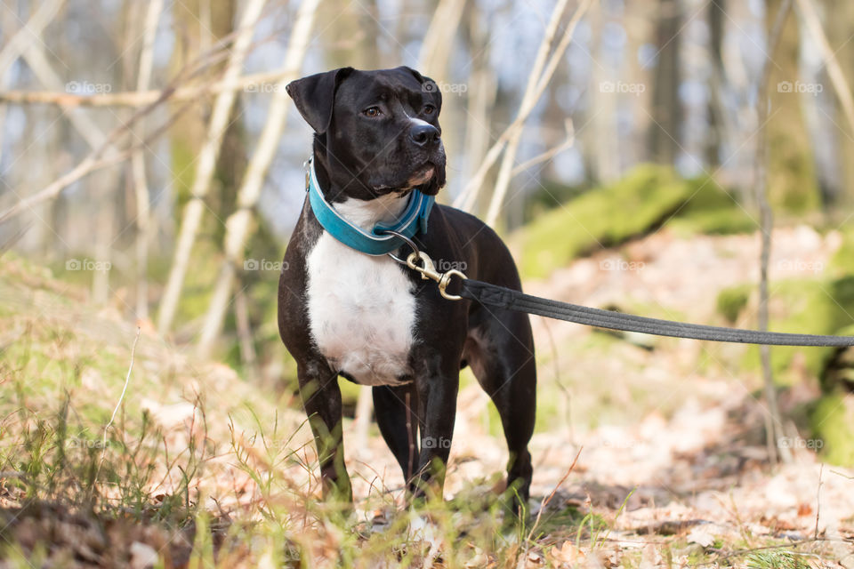 Walking the dog in the forest on beautiful day in spring 