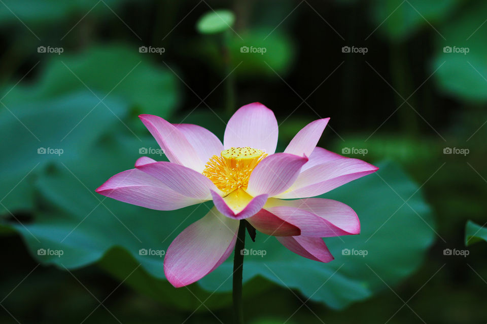 beauty lotus