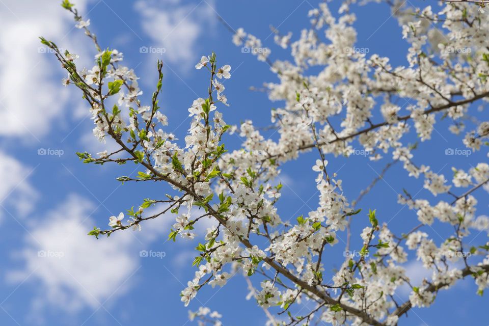 Flowering tree in spring