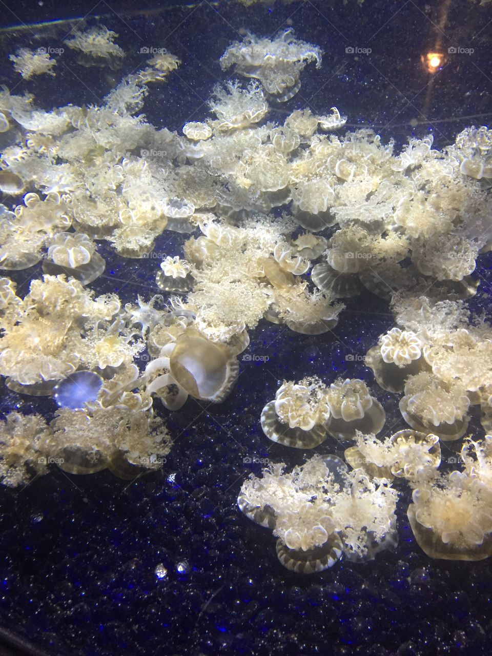 Upside down jellyfish 