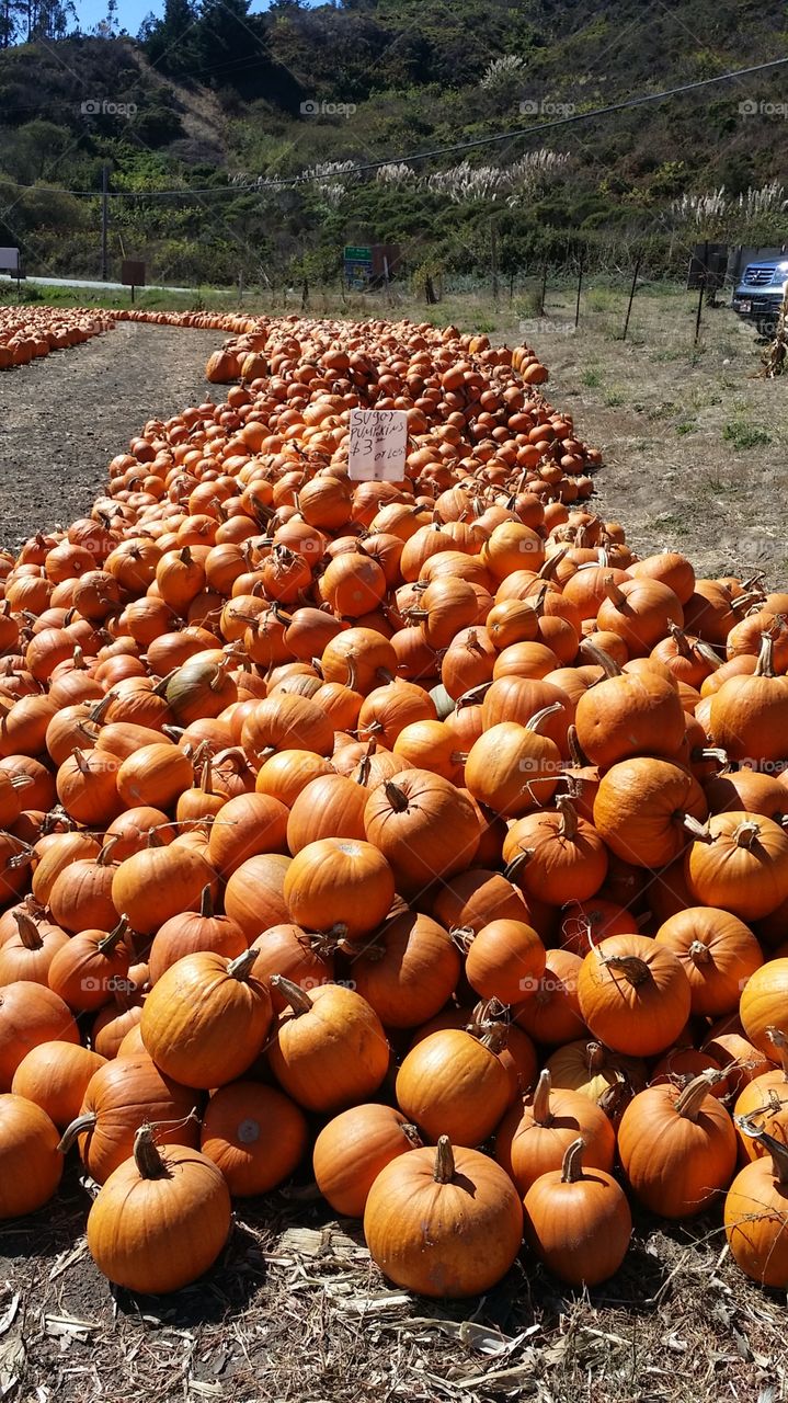 Pumpkin in abundance on sunny day