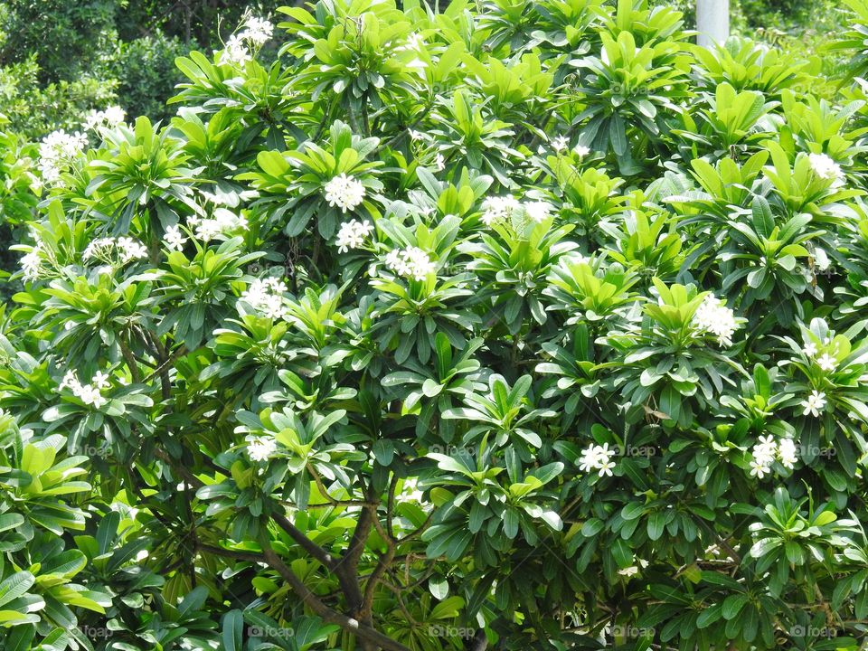 white flower on green branches