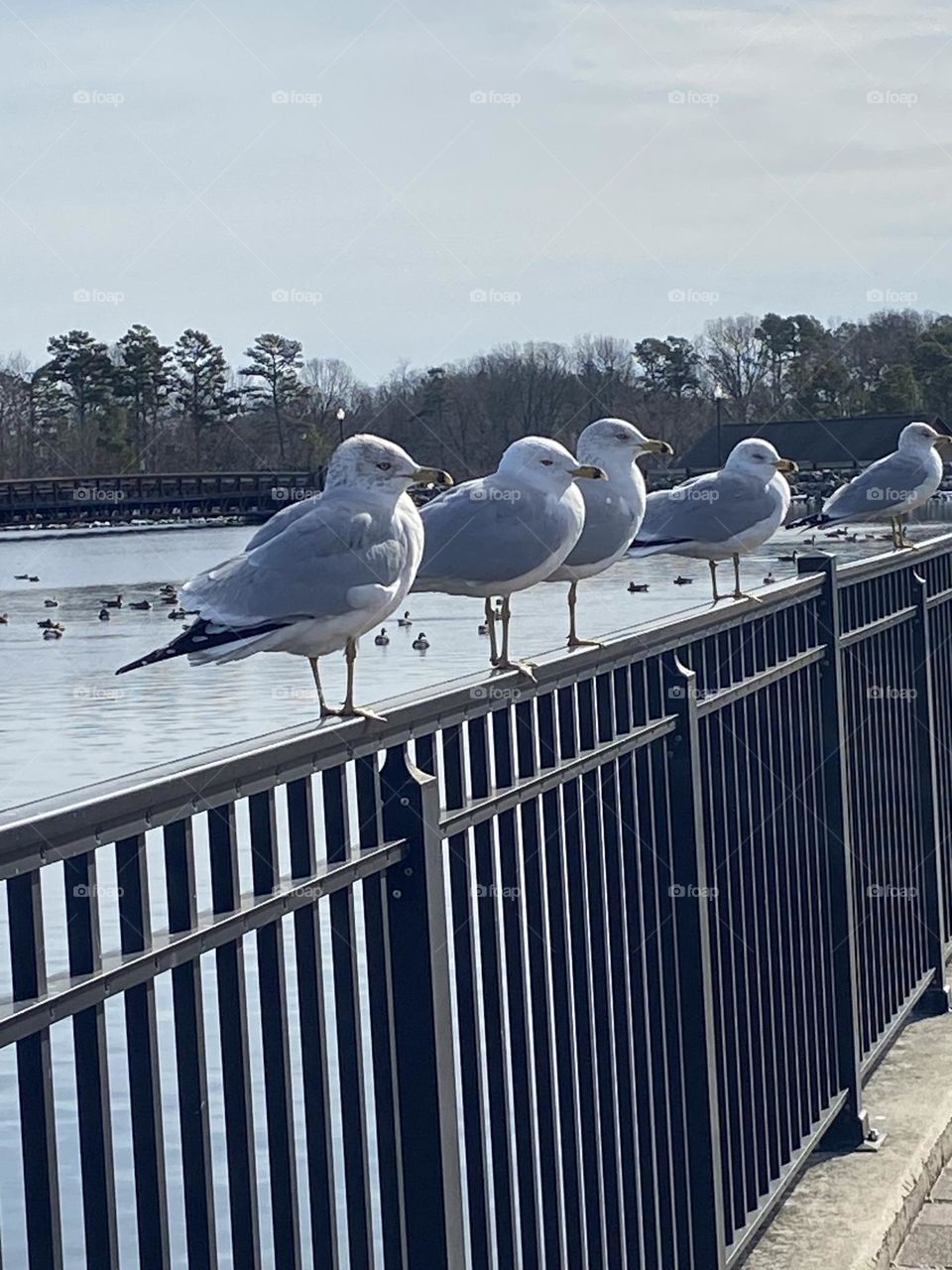 So much for ducks in a row. How about Seagulls in a row? Here are 5 lined up on a fence at a local reservoir and walking path. I guess they needed a break from all the flying and swimming.