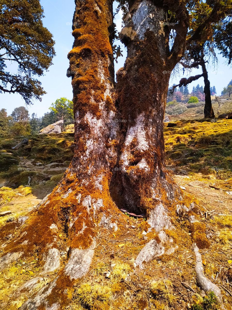 Roots of a large tree in the autumn forest