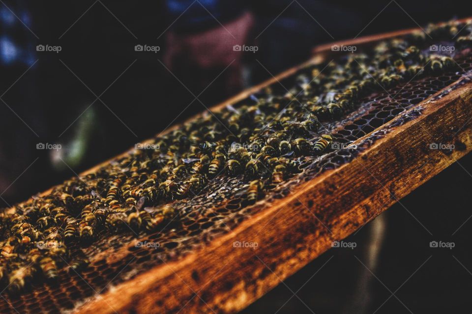 a colony of bees that are farmed to produce good quality honey.
