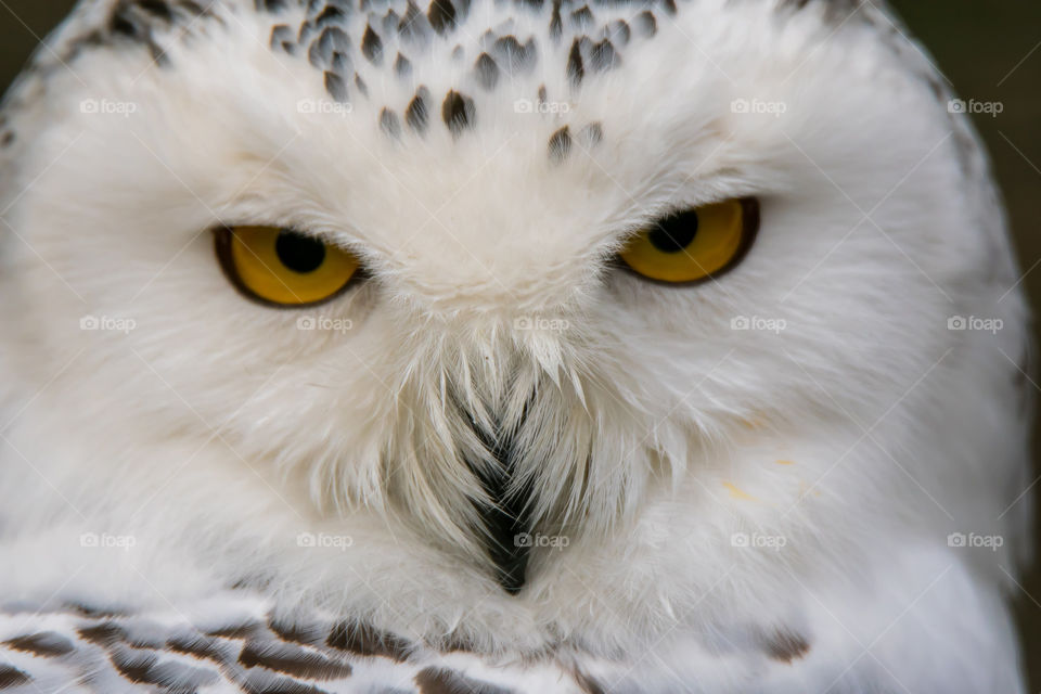 Close up shot of the face of a snowy owl.