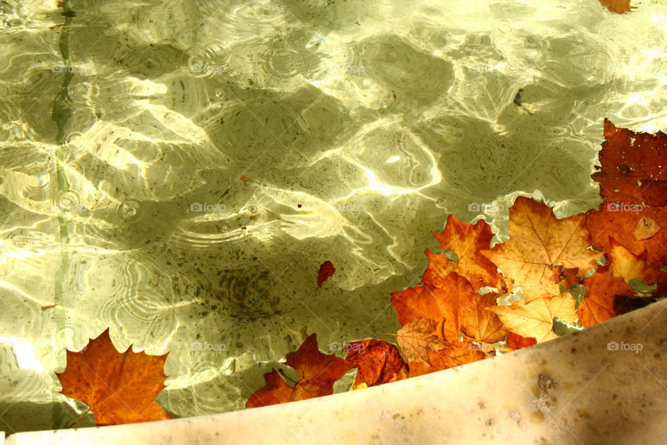 orange water leaf autumn by lmtrent