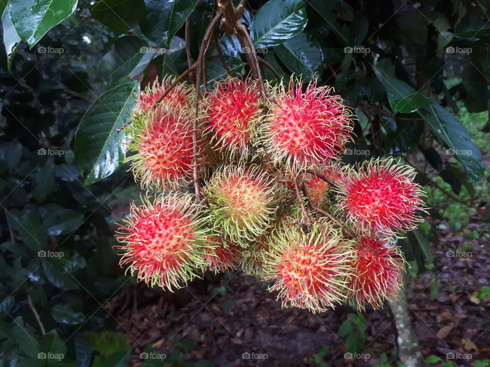 Fresh Rambutan tropical fruit hanging on brunch tree